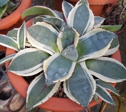 Dwarf Variegated Century Plant, Agave, Agave species (mini variegated)